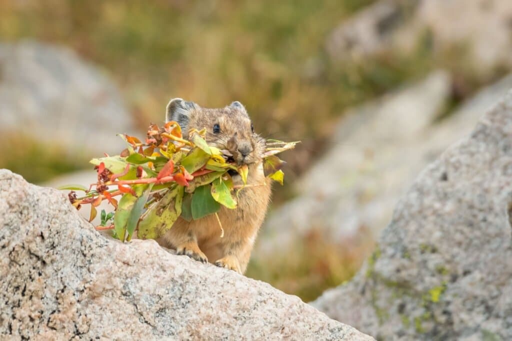 Pika: 7 curiosidades sobre esse pequeno mamífero