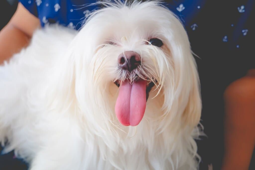 10 nomes criativos para cachorro inspirados em cores