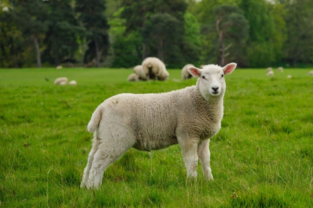 Ovelhas: 7 curiosidades impressionantes sobre esses animais