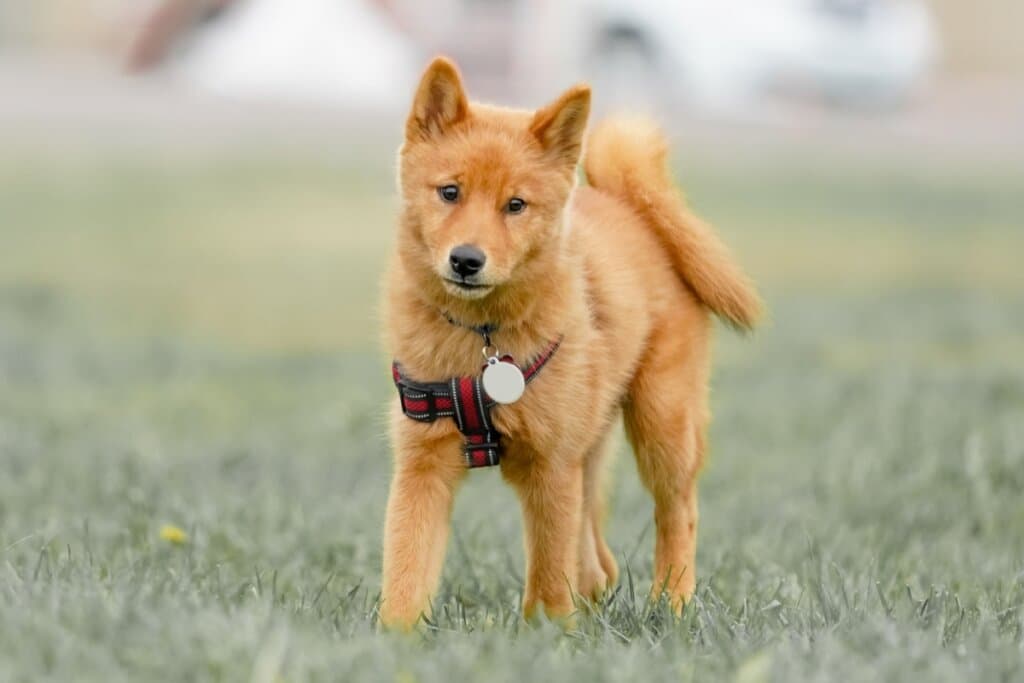 Spitz finlandês: conheça as características do cachorro dessa raça
