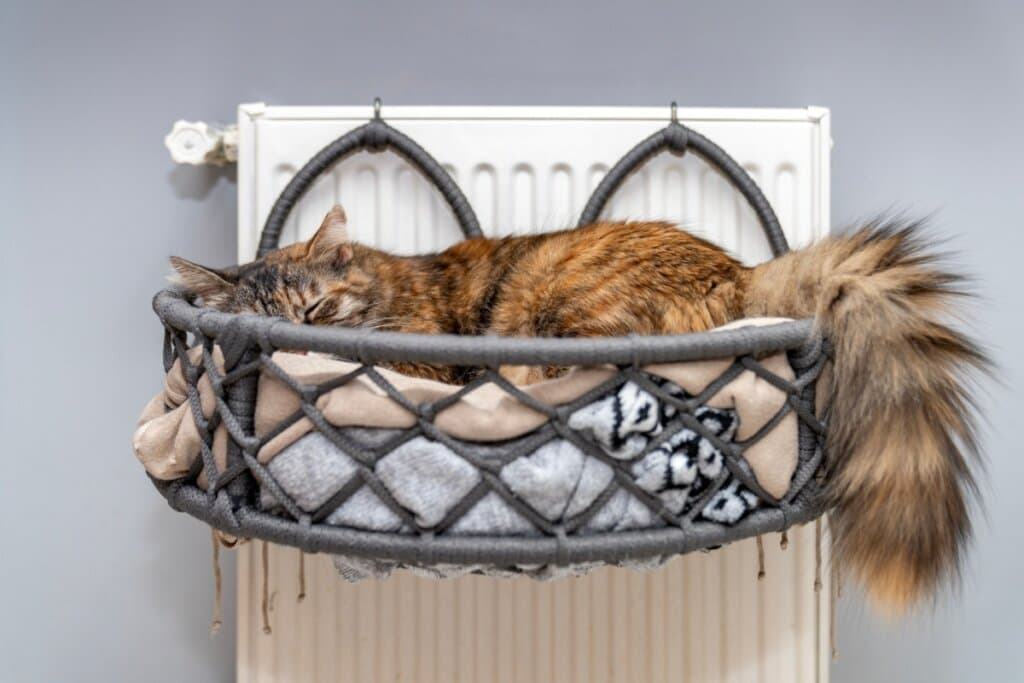 10 itens essenciais que toda casa com gato deve ter