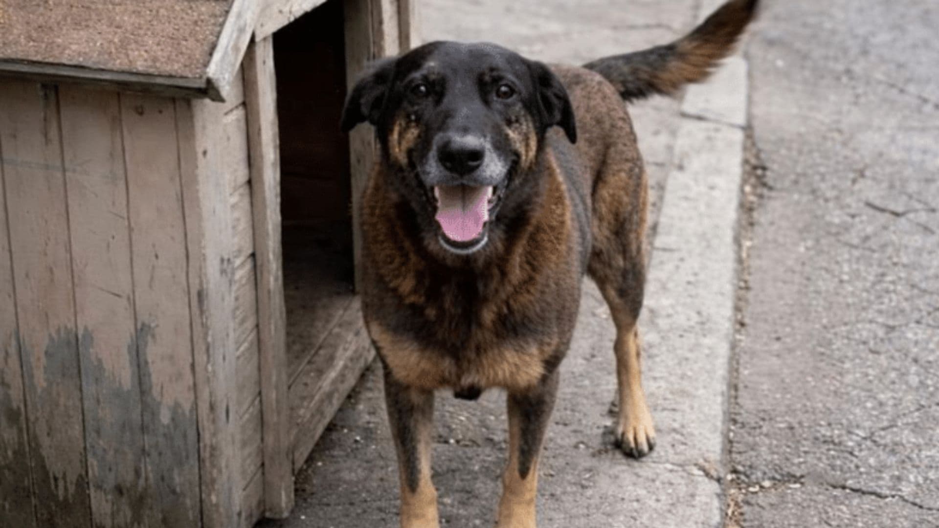 ‘Caso Cão Orelha’ tem prazo ampliado após pedido do Ministério Público