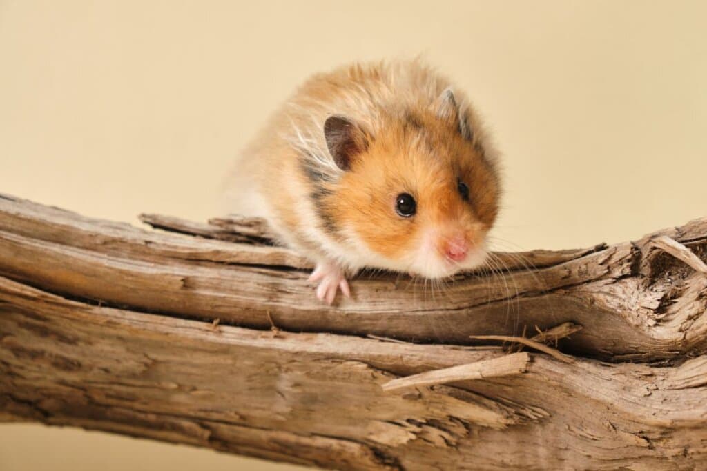 Hamster: 7 curiosidades sobre esse roedor