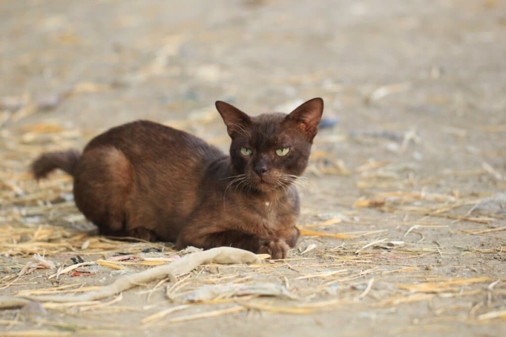 Gato marrom: 6 raças que se destacam pela cor da pelagem