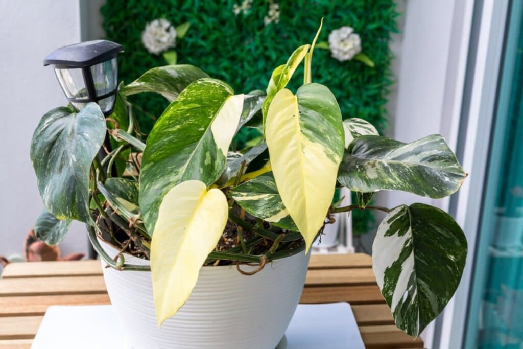 Plantas da sorte: 5 opções para colocar no trabalho e atrair prosperidade