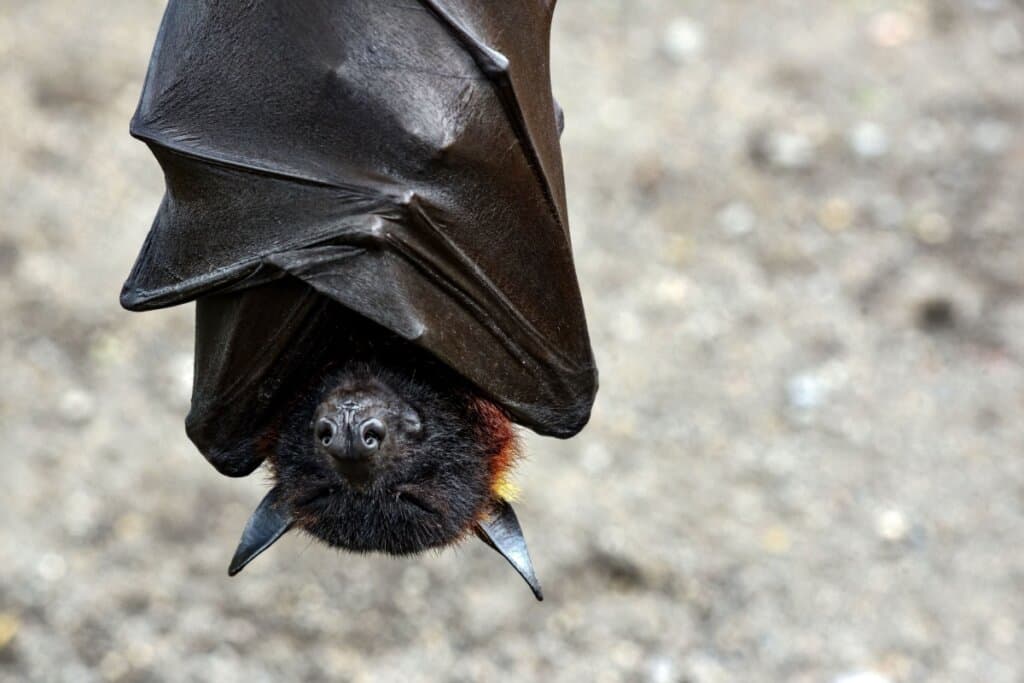 8 curiosidades sobre a forma de dormir e o sono dos animais na natureza