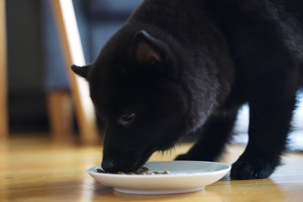 Schipperke: conheça as características do cachorro dessa raça