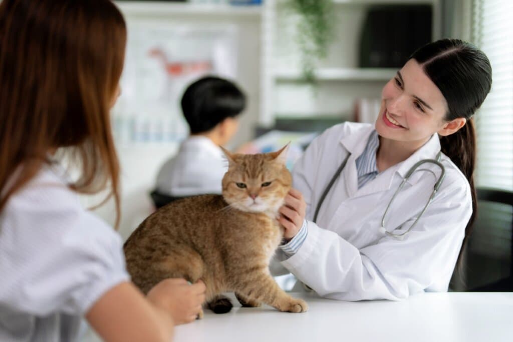 Oito em cada 10 pets adotados no Brasil vêm de resgates de rua ou redes informais