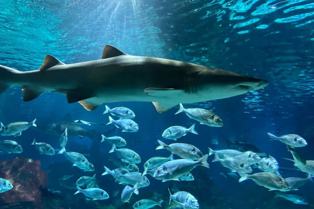 10 curiosidades sobre a alimentação dos animais na natureza