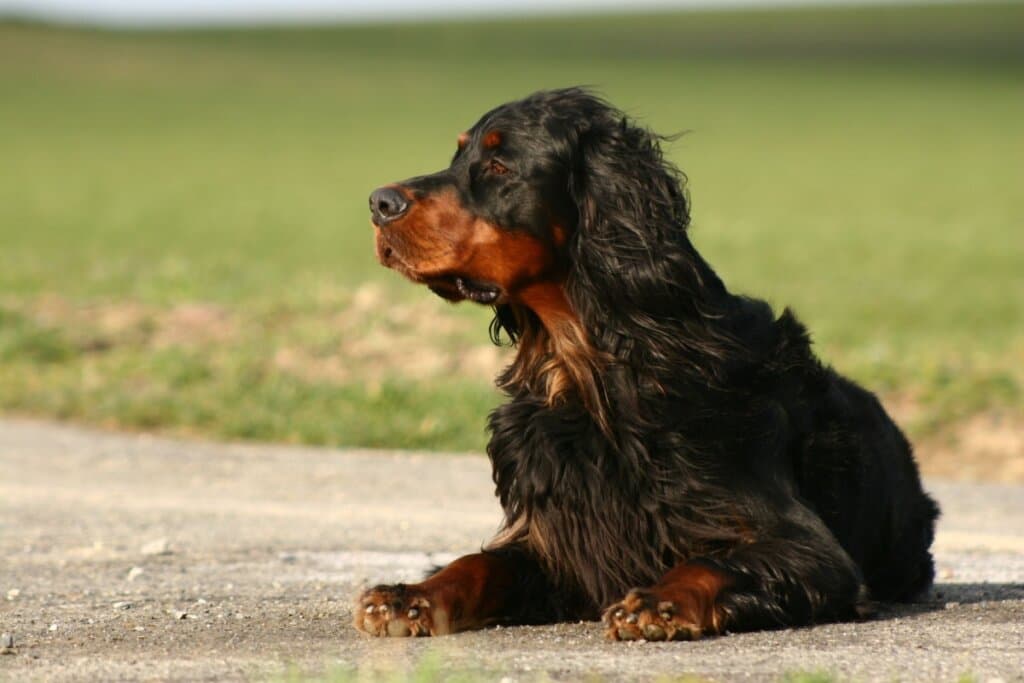 Setter gordon: conheça as características do cachorro dessa raça