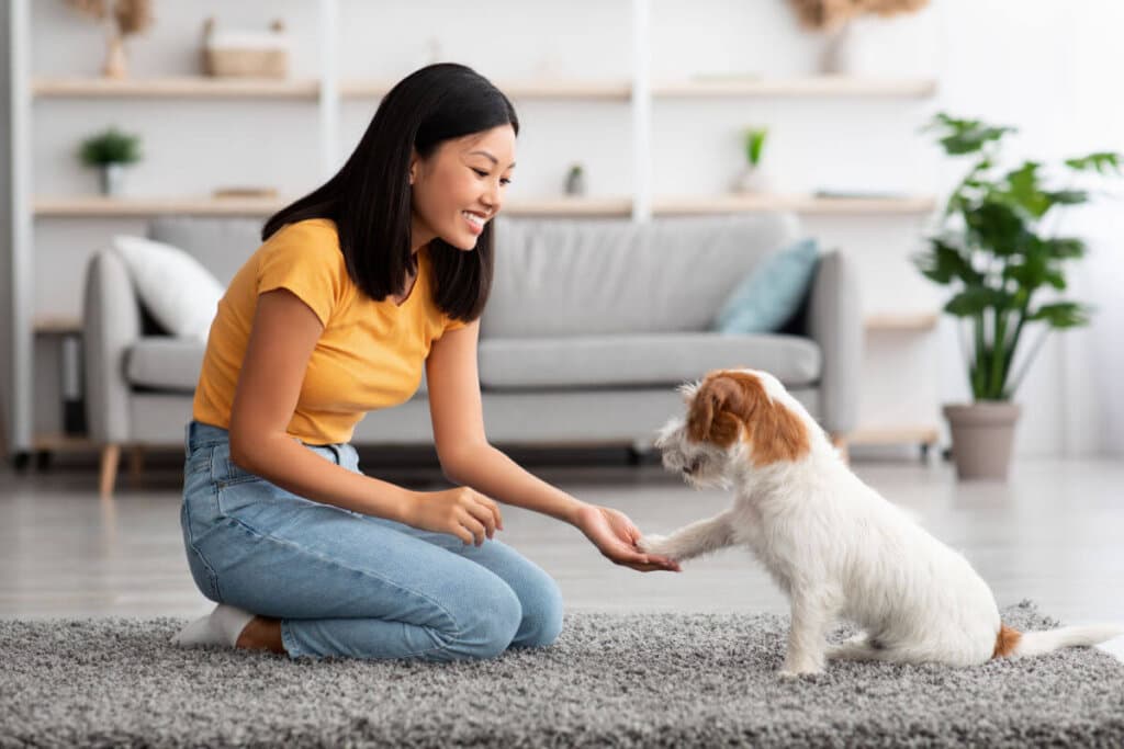 7 dicas para gastar a energia do cachorro dentro de casa