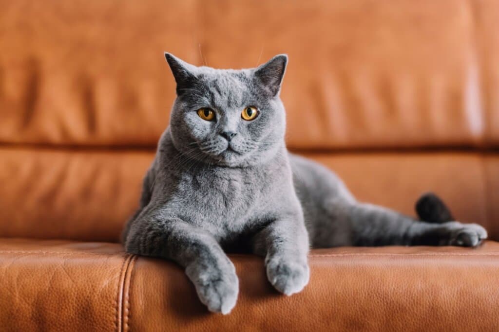 Animal vomitando: 7 causas comuns que merecem atenção