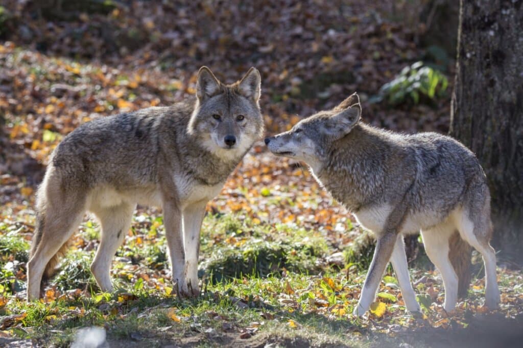 Coiotes: 7 curiosidades sobre esses animais
