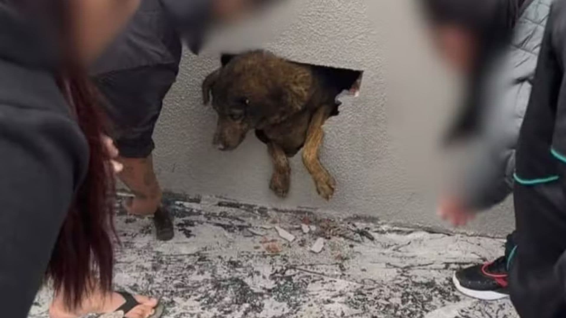 Cachorra chora e é encontrada dentro de parede no Paraná