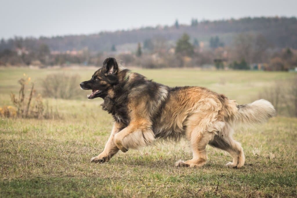 Leonberger: conheça as características do cachorro dessa raça