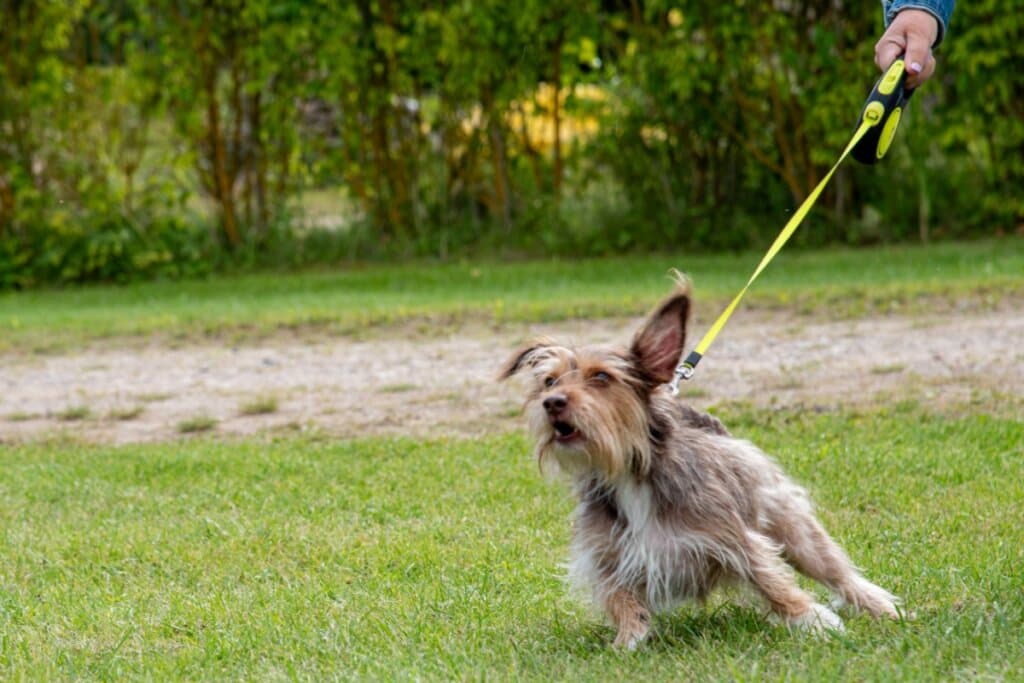 Cachorro não quer passear: veja as causas e o que fazer