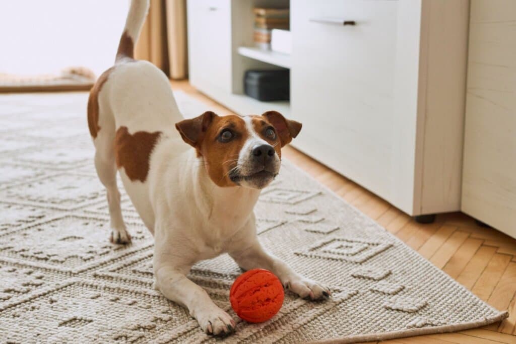Como os cachorros enxergam? 7 curiosidades sobre a visão deles