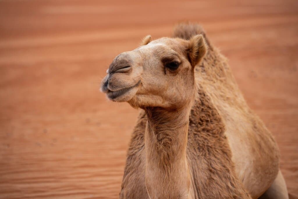 Camelos: 8 curiosidades sobre esses animais do deserto