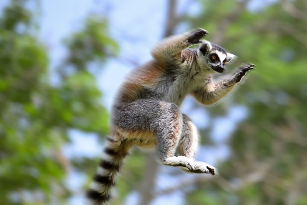 Lêmure: 7 curiosidades sobre esse primata de Madagascar