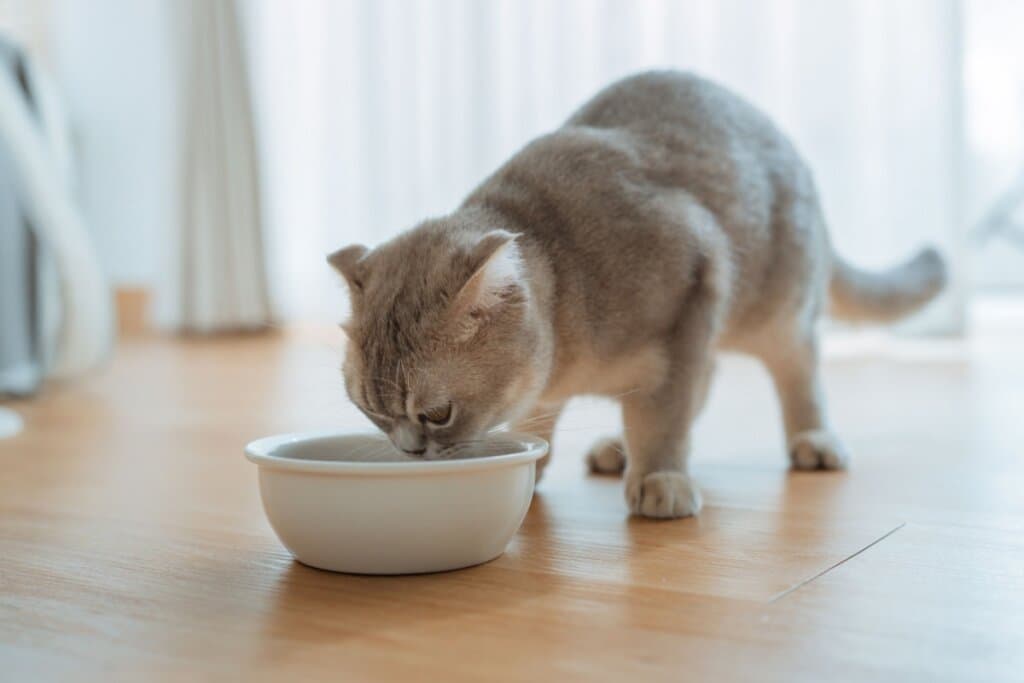 Gato sem fome: 6 dicas para melhorar o apetite do animal