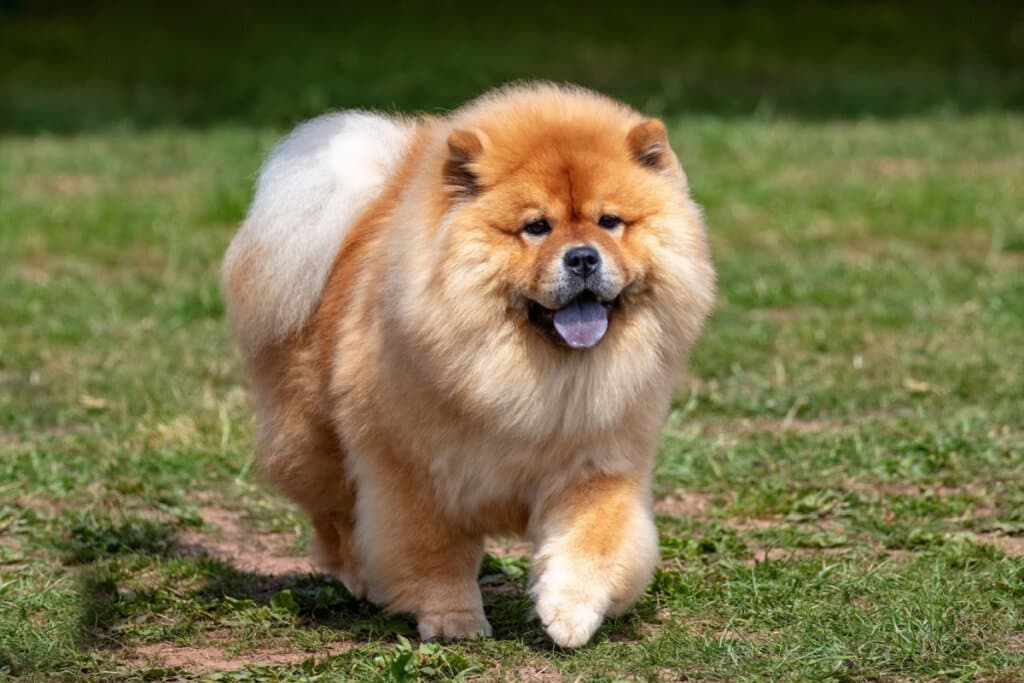 4 raças de cachorro com a língua azul
