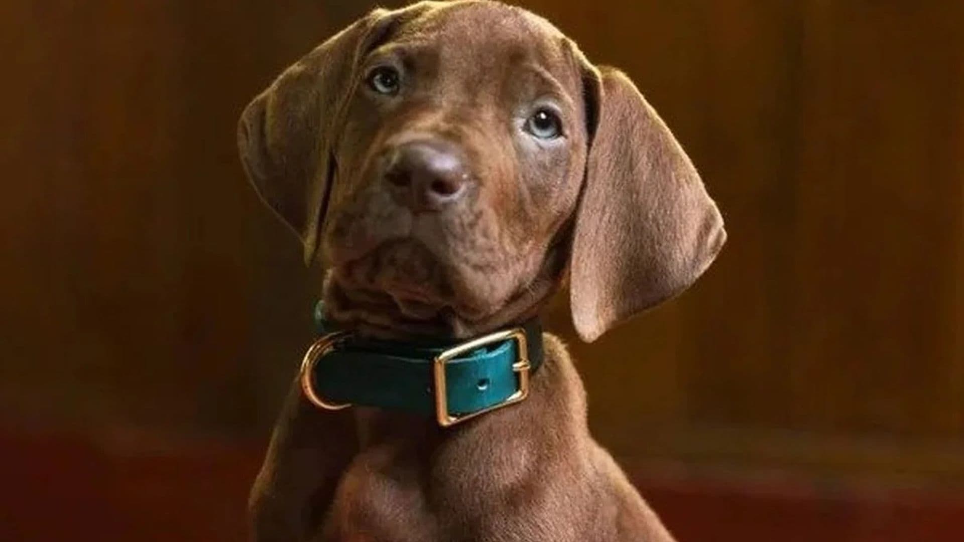 Série da Netflix revela visual do Scooby-Doo e encanta a web