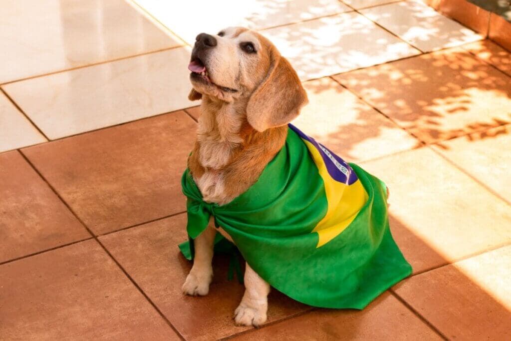 Seleção Brasileira: 13 nomes para cachorro inspirados nos maiores jogadores