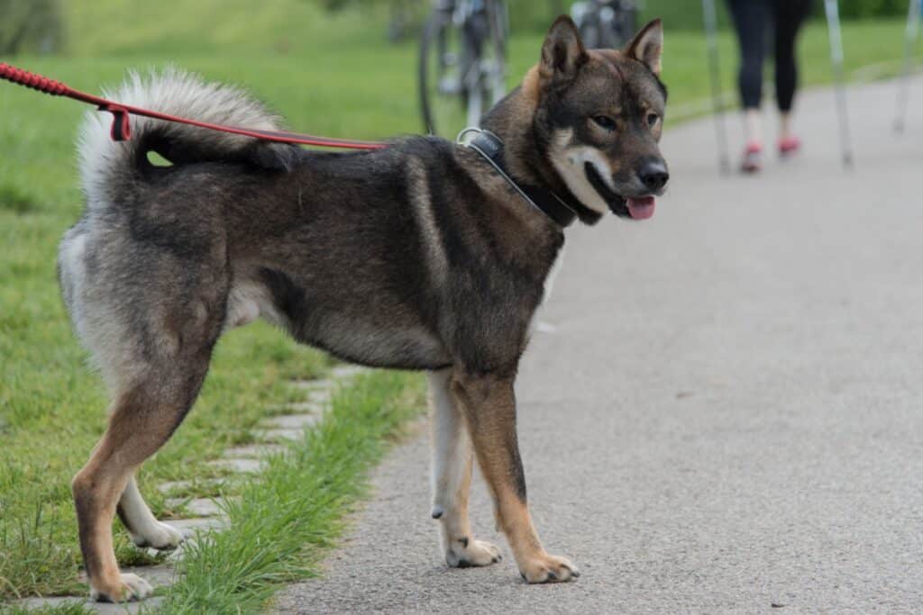 Shikoku: conheça as características do cachorro dessa raça