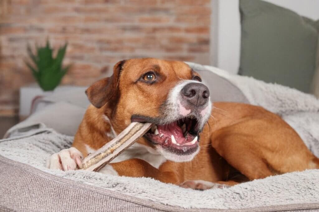 8 mitos ultrapassados que podem prejudicar a saúde do seu animal de estimação