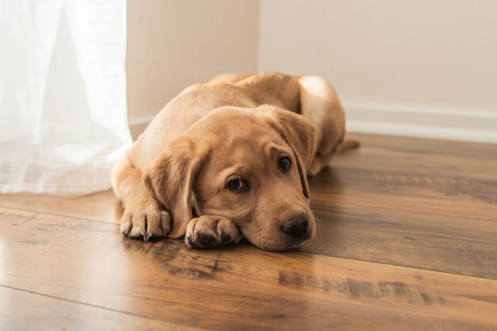 7 dicas para conquistar a confiança do seu cachorro