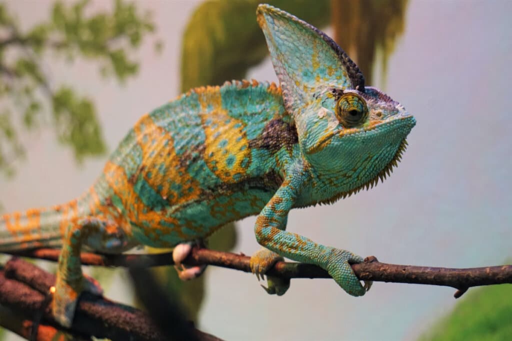 Reis da camuflagem: 7 animais que conseguem desaparecer na natureza