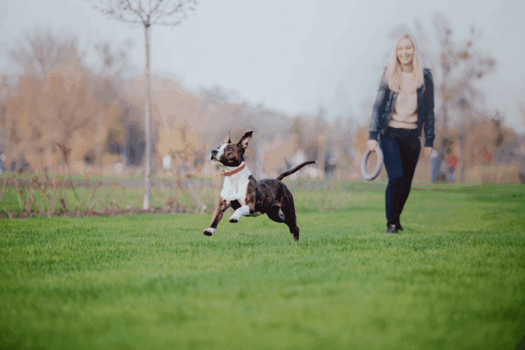 American staffordshire terrier: conheça as características do cachorro dessa raça