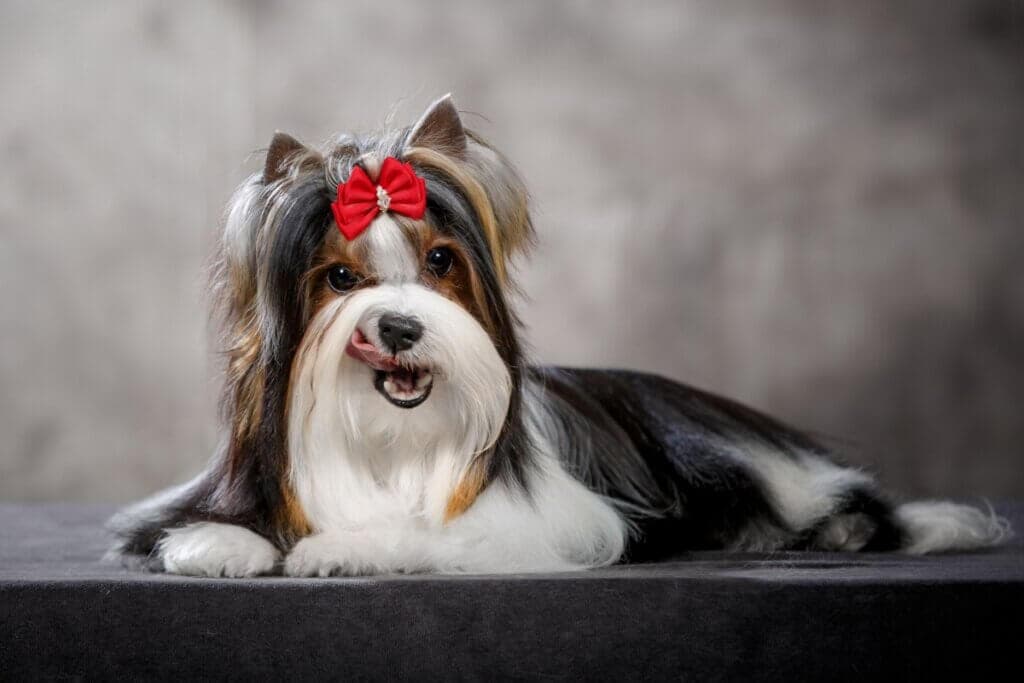 Biewer terrier: conheça as características do cachorro dessa raça