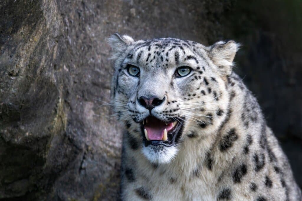 Leopardo-das-neves: 8 curiosidades sobre esse felino raro
