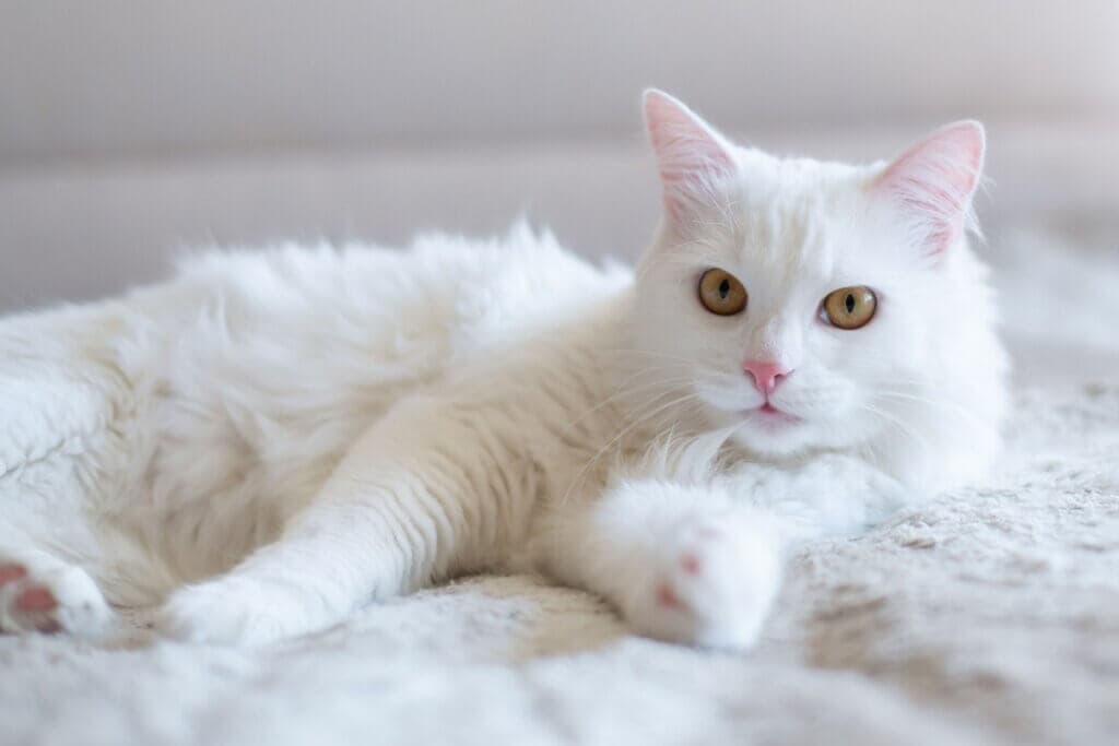 Breaking Bad: 10 nomes para gatos inspirados na série