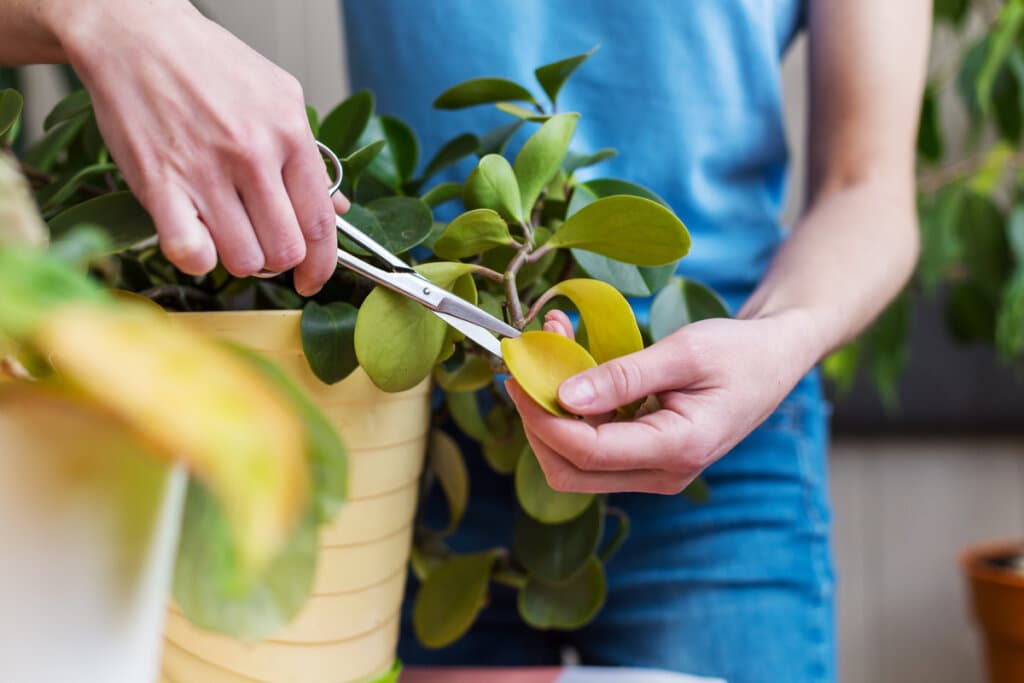 Como cuidar das plantas no inverno: 5 dicas essenciais