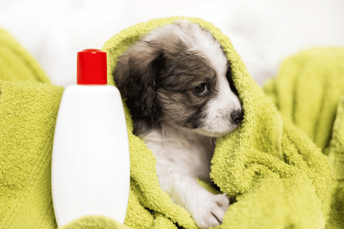 9 cuidados importantes ao levar o cachorro para tosar