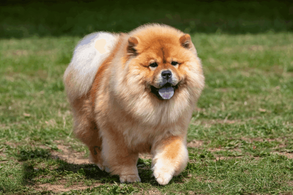 Cachorros chineses: 6 raças originárias da China