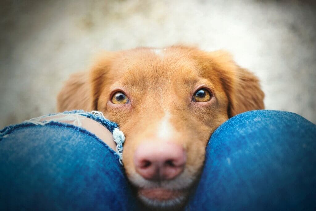 8 dicas para saber se o seu cachorro está saudável