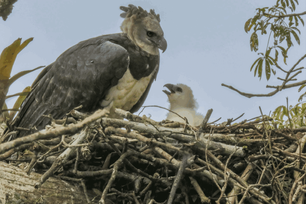 Gavião-real: 8 curiosidades sobre uma das maiores aves de rapina das Américas