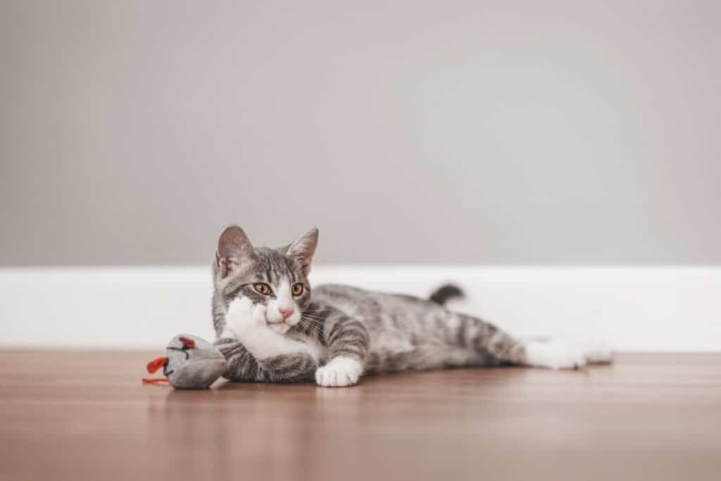 8 dicas para saber se o seu gato está saudável