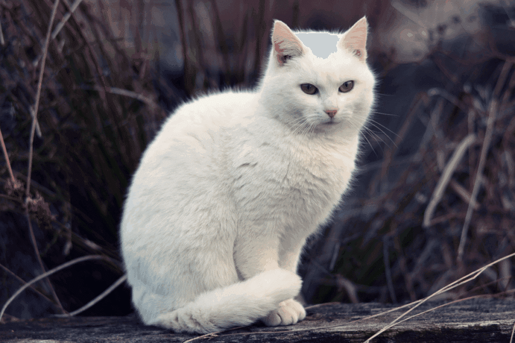 A Casa do Dragão: 10 nomes para gato inspirados nos personagens da série
