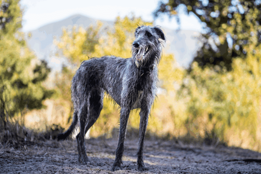 Deerhound: conheça as características do cachorro dessa raça