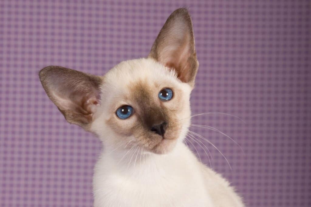 6 raças de gato que se destacam pelos olhos azuis