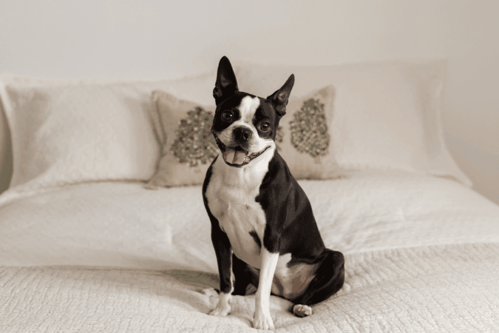 Cachorros estadunidenses: 5 raças originárias dos Estados Unidos