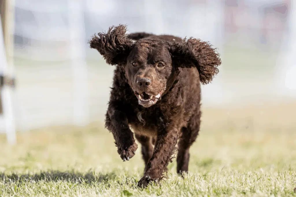 Cão d’água americano: conheça as características do cachorro dessa raça
