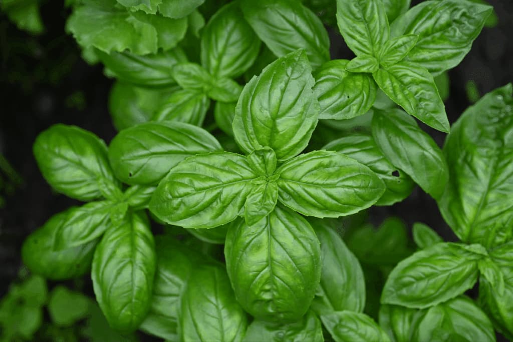 Quer atrair dinheiro em setembro? Conheça banhos de ervas para a prosperidade