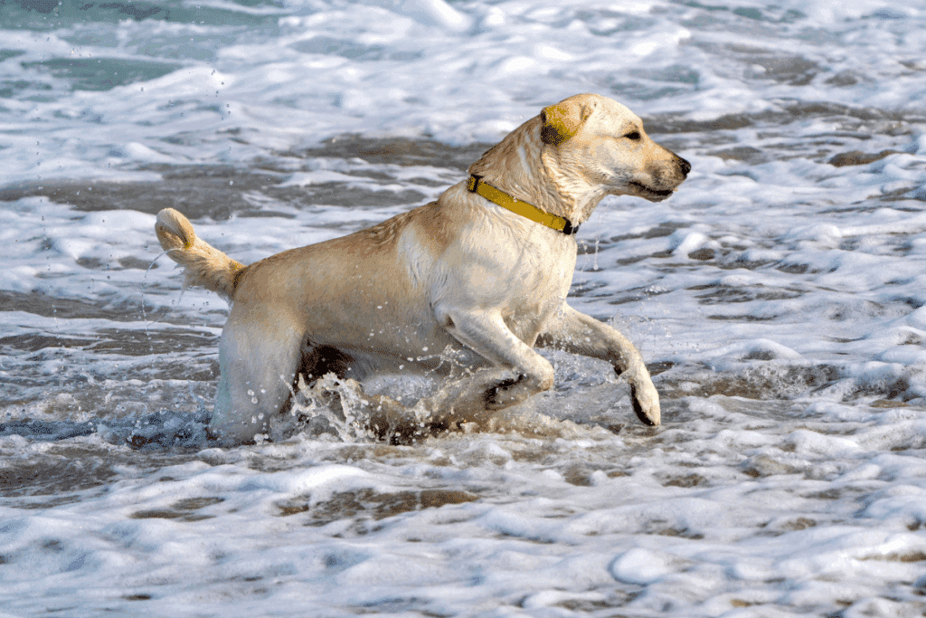 Do labrador ao terra-nova: você conhece os cães originários do Canadá?