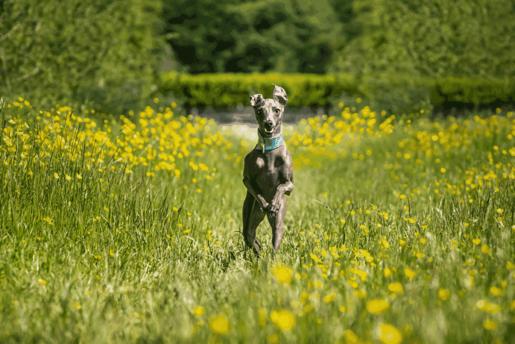 Pequeno lebrel italiano: conheça essa raça de cachorro elegante e cheia de energia