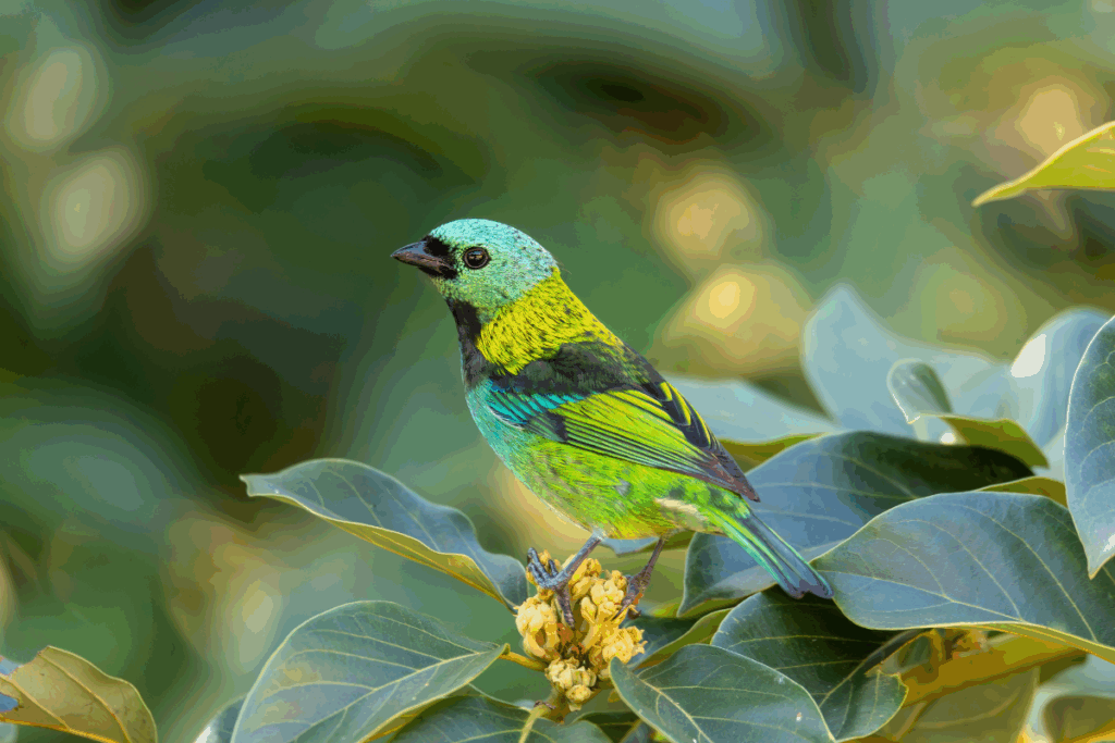 Aves brasileiras: 7 espécies mais bonitas do país